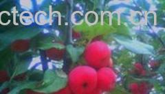 果蔬百科海棠果-0