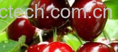 果蔬百科樱桃-0