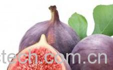 果蔬百科无花果-0