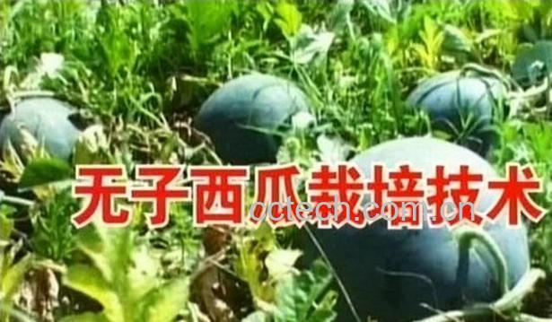 果蔬百科无籽西瓜-0
