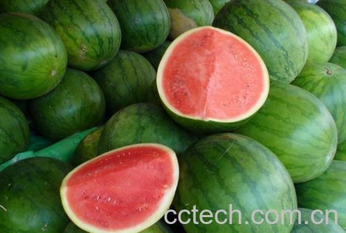 果蔬百科西瓜-0