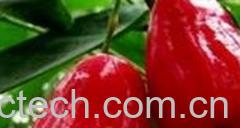 果蔬百科莲雾的功效与作用-0