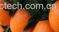 果蔬百科脐橙的功效与作用 -0