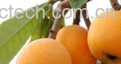 果蔬百科枇杷的功效与作用-0