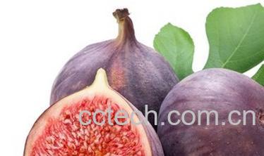 果蔬百科无花果的功效与作用及食用方法-0