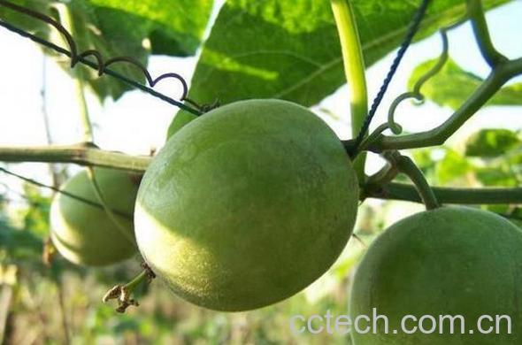 果蔬百科罗汉果茶的做法 罗汉果茶怎么泡 -0