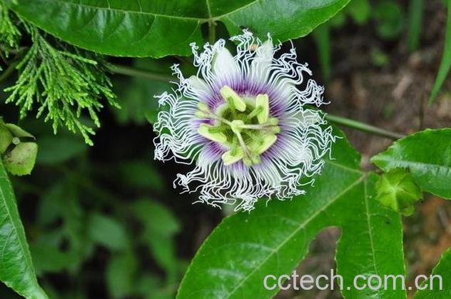 果蔬百科罗汉果花的功效与作用 -0