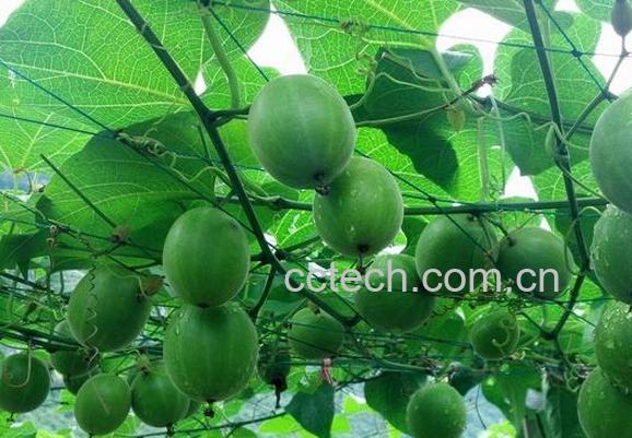 果蔬百科罗汉果怎么吃 罗汉果吃法大全 -0