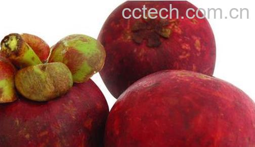 果蔬百科山竹的功效与作用哪些 -0