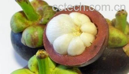 果蔬百科山竹怎么挑 山竹挑选办法 -0
