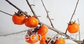 果蔬百科柿子的功效与作用 -0