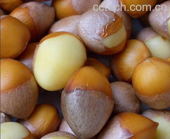 果蔬百科银杏果的功效与作用-0