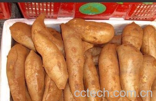 果蔬百科雪莲果的功效与作用 -0