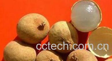 果蔬百科桂圆的保健功效与作用-0