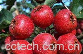 果蔬百科山楂的功效与作用 山楂不可不知的食疗功效-0