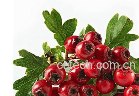 果蔬百科 山楂的功效与作用 -0