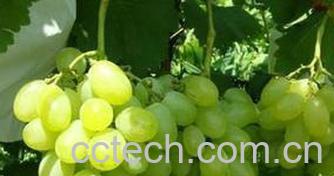 果蔬百科青提葡萄品种哪些 青提葡萄的营养价值-0