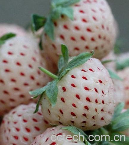 果蔬百科菠萝莓吃法 菠萝莓的营养价值-0