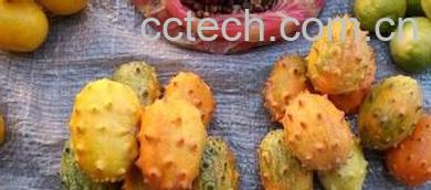 果蔬百科非洲刺角瓜图片 刺角瓜怎么吃-0