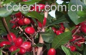 果蔬百科神秘果图片-2