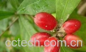 果蔬百科神秘果图片-1