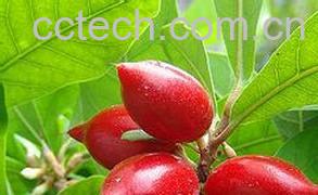 果蔬百科神秘果图片-4