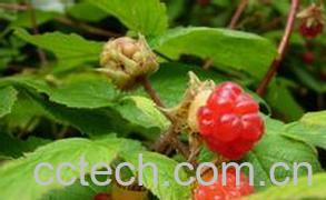 果蔬百科灯笼果怎么吃 灯笼果营养价值哪些-0