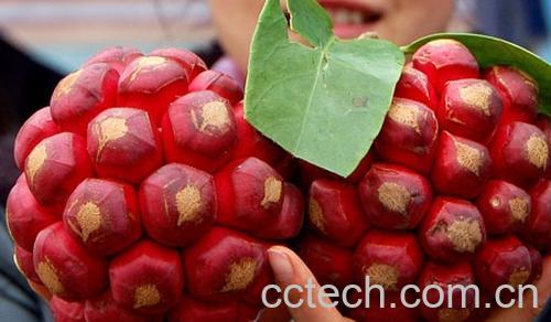 果蔬百科布福娜种植技巧 布福娜怎么吃-0