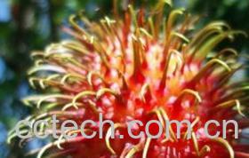 果蔬百科红毛丹图片 红毛丹的功效与作用 红毛丹的营养价值-0