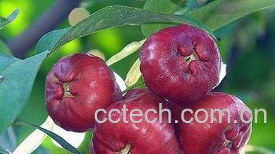 果蔬百科莲雾好吃吗 莲雾怎么吃 孕妇能吃莲雾吗-0