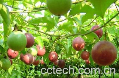 果蔬百科百香果怎么吃 百香果的吃法大全-0