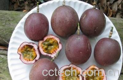 果蔬百科百香果的功效与作用 百香果的副作用-0