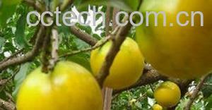 果蔬百科蛋黄果的营养价值和功效与作用-0