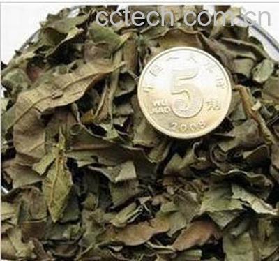 果蔬百科柿子叶茶的做法和功效 柿子叶茶能降血糖吗-0