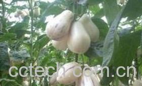 果蔬百科人心果-0