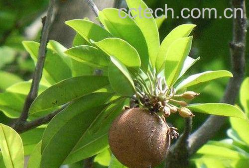 果蔬百科人心果-0