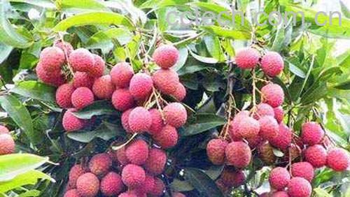 果蔬百科荔枝的功效与作用-0