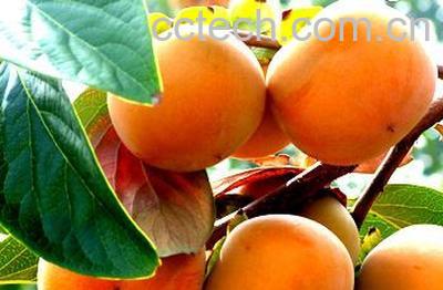 果蔬百科柿子-0