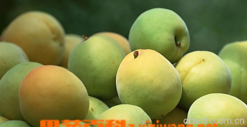 果蔬百科李子的功效-0