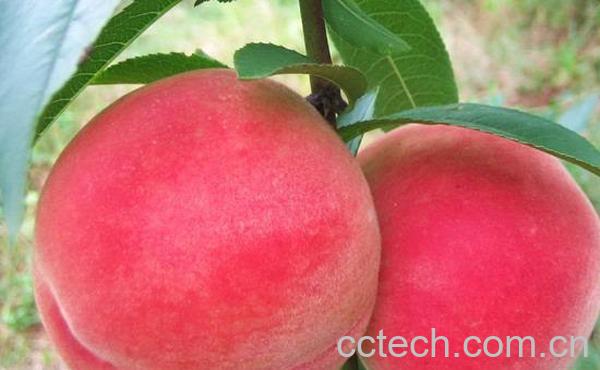 果蔬百科桃子的功效-0