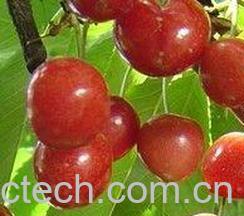 果蔬百科葡萄柚的功效-0