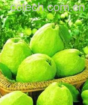 果蔬百科番石榴图片怎么吃-0