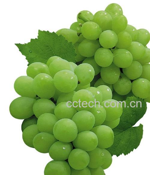 果蔬百科葡萄籽的功效与作用-0