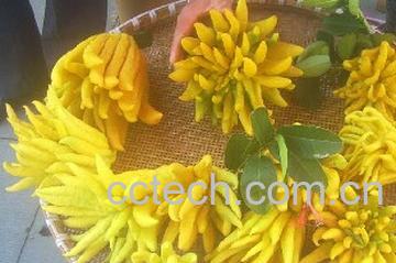 果蔬百科佛手的功效-0