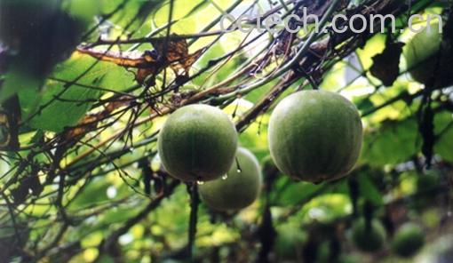 果蔬百科罗汉果的副作用-0