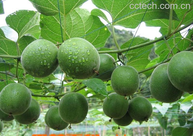 果蔬百科罗汉果能治咽喉炎吗-0