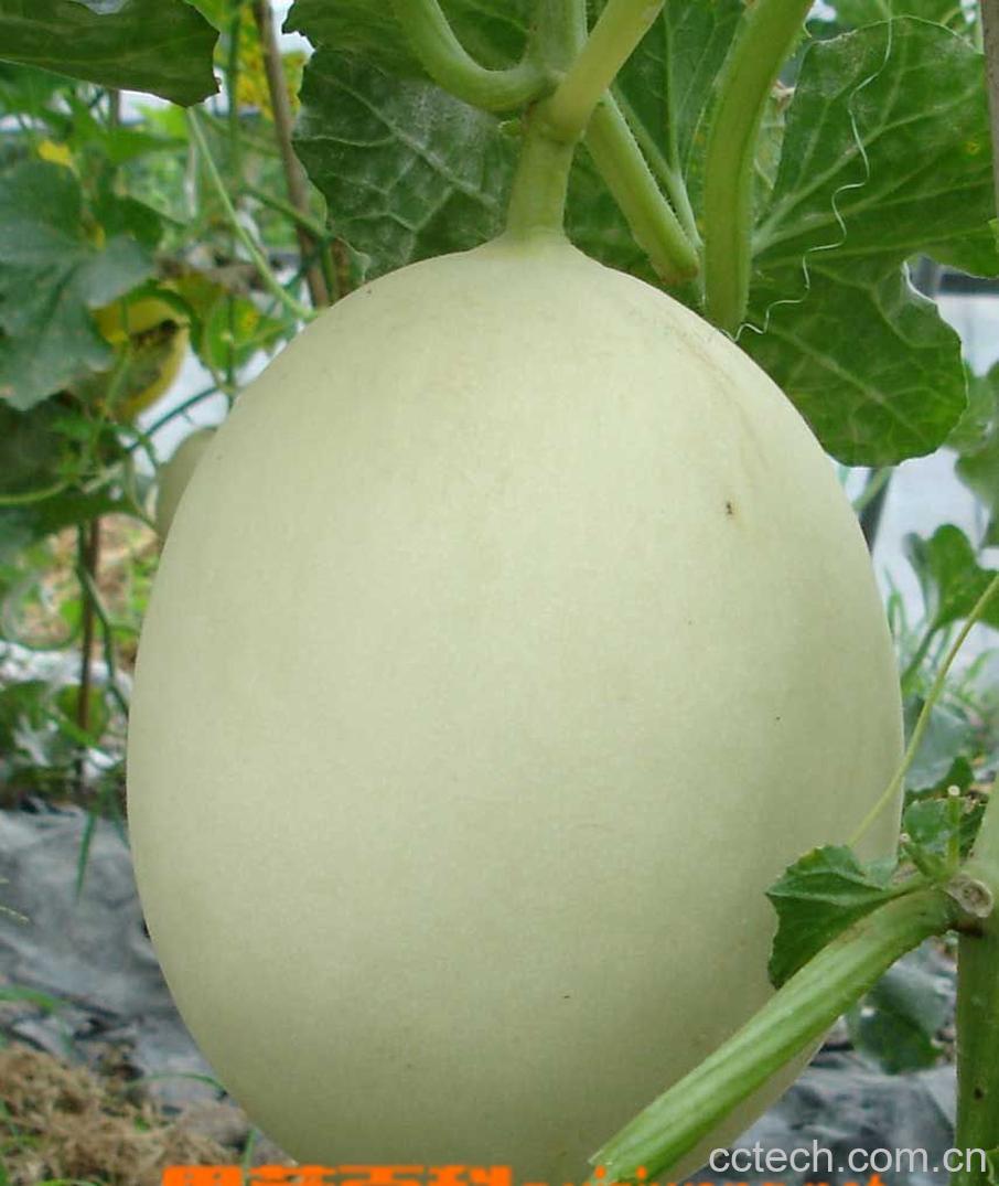 果蔬百科怎样挑甜瓜-0