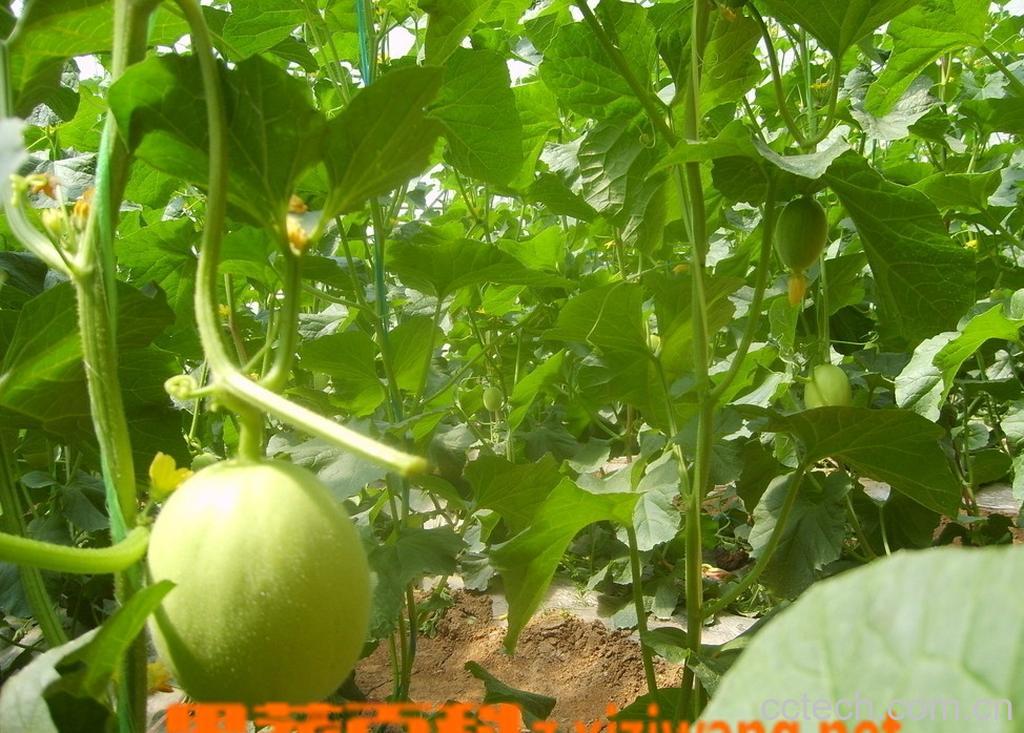 果蔬百科甜瓜有什么营养-0