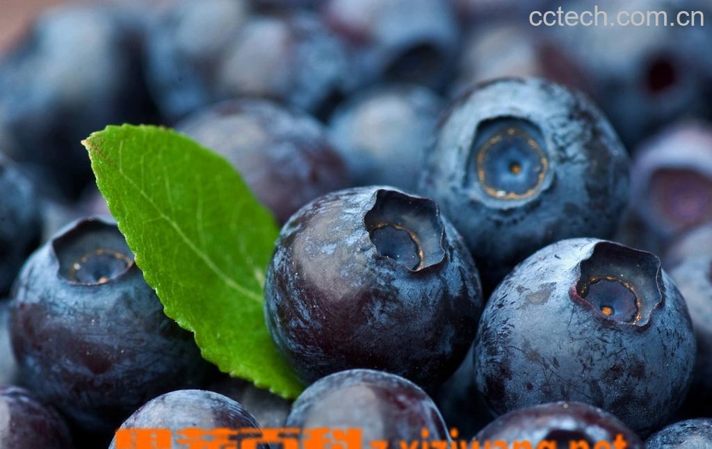 果蔬百科蓝莓对治疗老年痴呆症-0