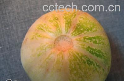 果蔬百科香瓜怎么选-0